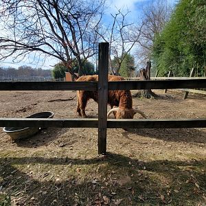 Plumpton Park - Massive Highland cattle