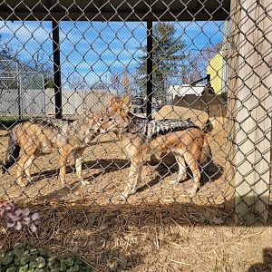 Plumpton Park - Black-backed jackals, exhibit #1