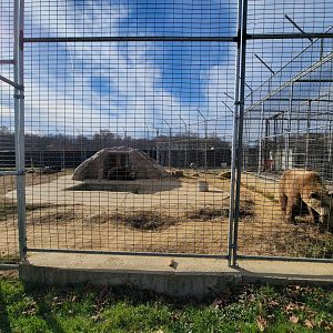 Plumpton Park - Brown bears