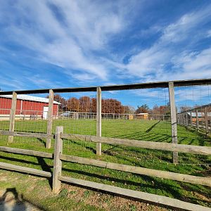 Plumpton Park - Giraffe yard