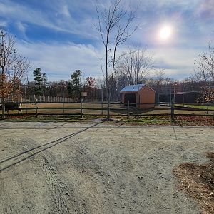 Plumpton Park - Fallow deer and cattle