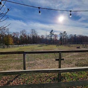 Plumpton Park - Grant's zebras