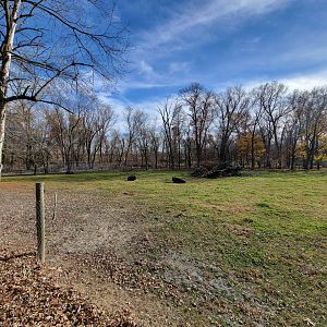 Plumpton Park - Bison