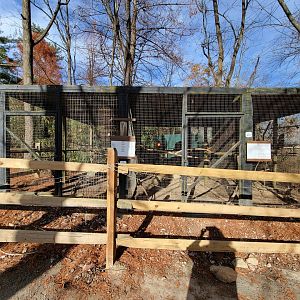 Plumpton Park - Golden pheasant and more silver pheasants, formerly chickens