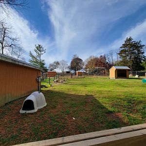 Plumpton Park - More goats and sheep