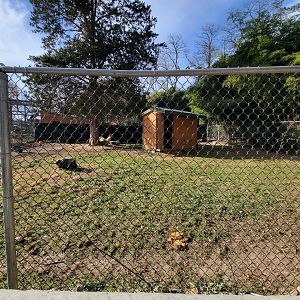Plumpton Park - One of two dromedary yards (the other is across from the cougars)
