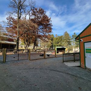 Plumpton Park - More goats