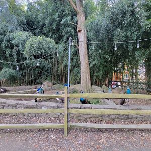 Plumpton Park - More peafowl