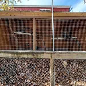 Plumpton Park - Binturong exhibit #1