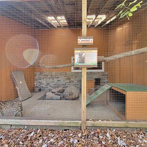 Plumpton Park - Serval