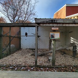 Plumpton Park - Harris's Hawk