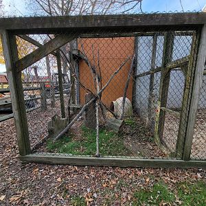 Plumpton Park - North American Porcupine, I think?