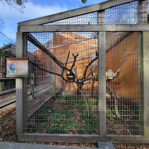 Plumpton Park - Binturong exhibit #2