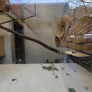 Plumpton Park - Inside viewing for binturong exhibit #2