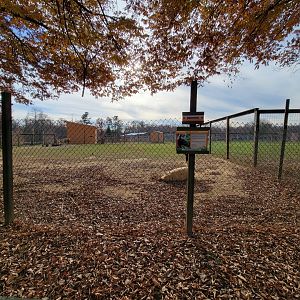 Plumpton Park - Llamas