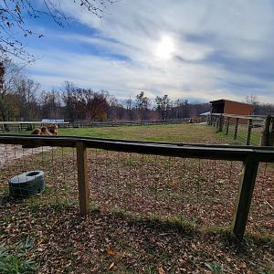 Plumpton Park - Bactrians