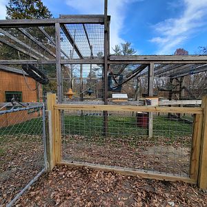 Plumpton Park - Siamang