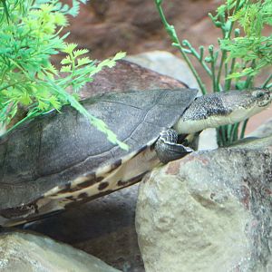 Toad headed turtle (Mesoclemmys gibba)