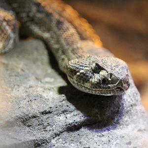 Western Diamondback rattlesnake (Crotalus atrox)