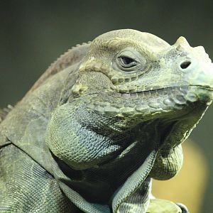 Rhinoceros Iguana