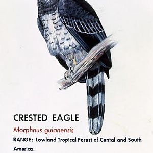 Crested Eagle Sign 1974