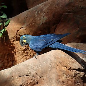 Lear's macaw at Rákos' House