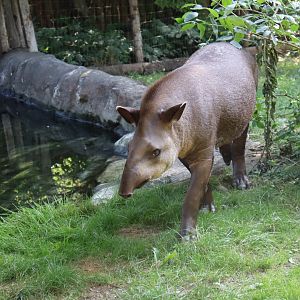 South American tapir
