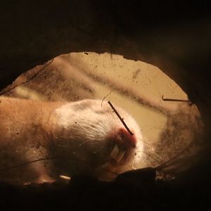 Mechow's mole-rat