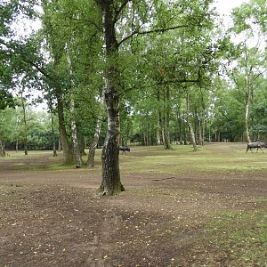 [2017] Part of the safari section.