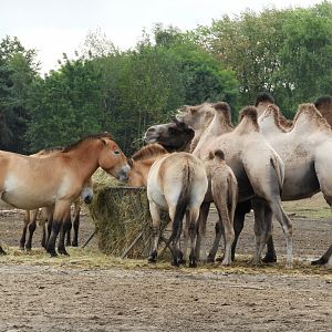 [2017] Prezwalski's horse and bactrian camel