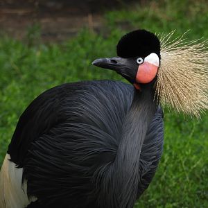 [2017] Black crowned crane