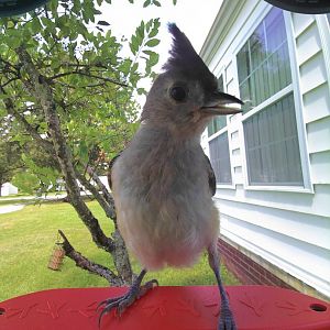 Tufted Titmouse (Baeolophus bicolor)