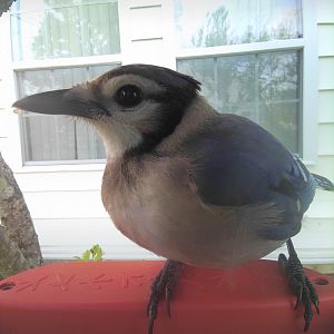 Blue Jay (Cyanocitta cristata)