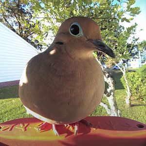 Mourning Dove (Zenaida macroura)