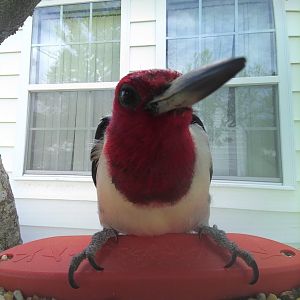 Red-Headed Woodpecker (Melanerpes erythrocephalus)