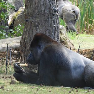 [2017] Western lowland gorilla