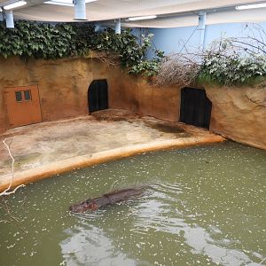 [2017] Inside the hippo house.