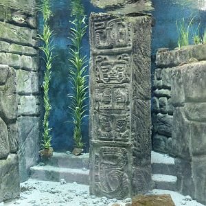 Titicaca water frog aquarium