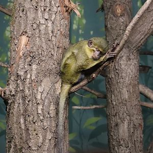 Sleeping northern talapoin
