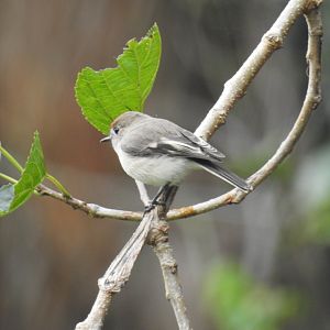 Red-Capped Robin (female) - Kumbartcho Sanctuary (Moreton Bay)