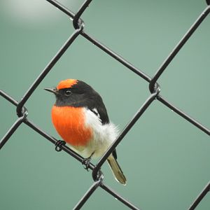 Red-Capped Robin (male) - Kumbartcho Sanctuary (Moreton Bay)