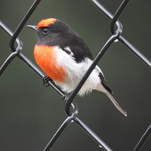 Red-Capped Robin (male) - Kumbartcho Sanctuary (Moreton Bay)