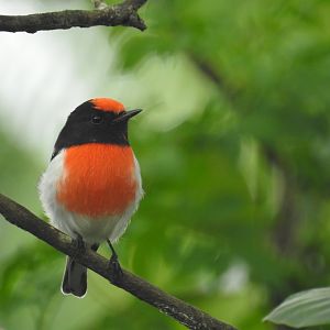 Red-Capped Robin (male) - Kumbartcho Sanctuary (Moreton Bay)