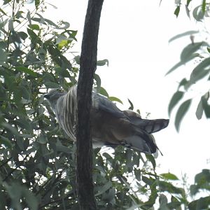 Pacific Baza - Kumbartcho Sanctuary (Moreton Bay)