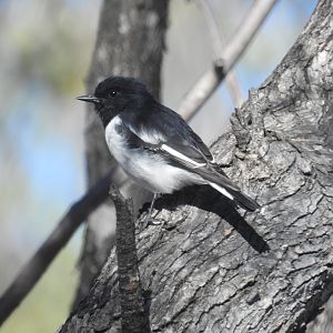 Hooded Robin (male) - Western Creek SF (Toowoomba)