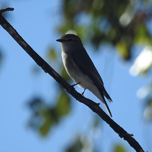 Jacky Winter - Western Creek SF (Toowoomba)
