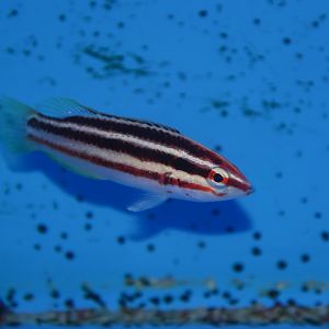 Young striped pigfish (Bodianus izuensis)