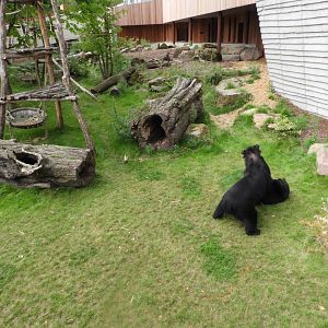 [2017] Andean bear enclosure