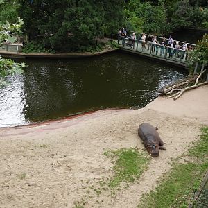 [2017] Common hippo enclosure