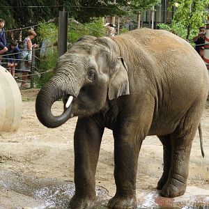 [2017] Asian elephant